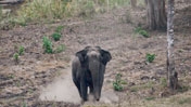 Slideshow: Tiger Ranger Patrol Training i...